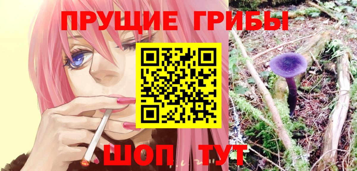 Псилоцибиновые грибы Psilocybine cubensis Северск